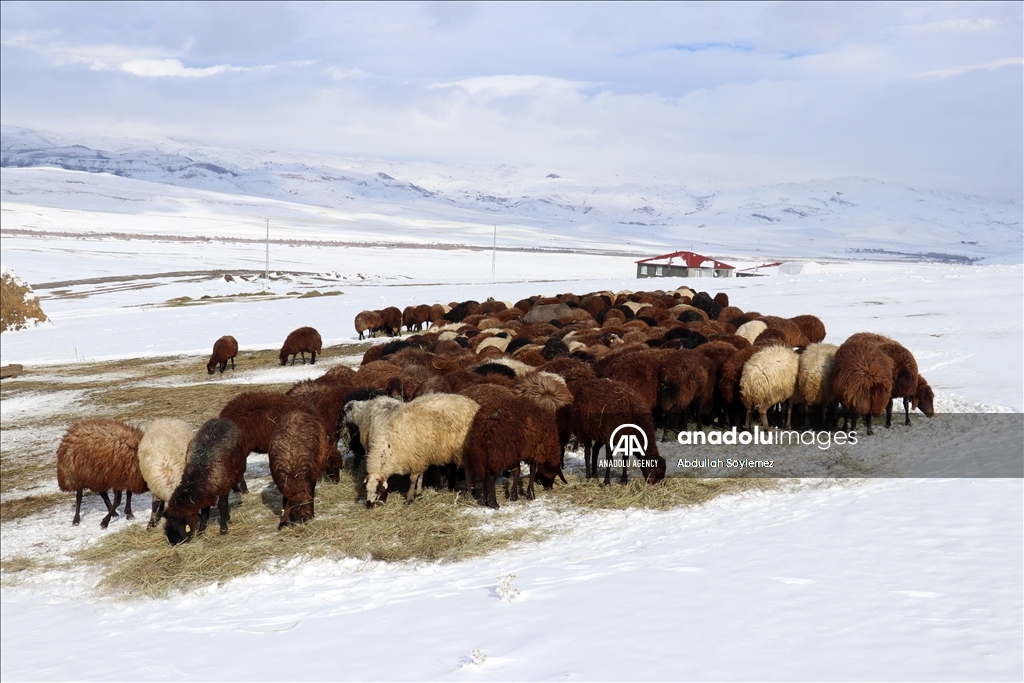 Li Agiriyê alifkirina pez a li ser dirûngeyê îsal zû dest pê kir