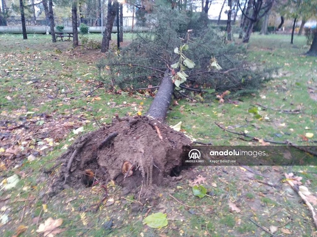 Edirne'de fırtına nedeniyle ağaçlar devrildi