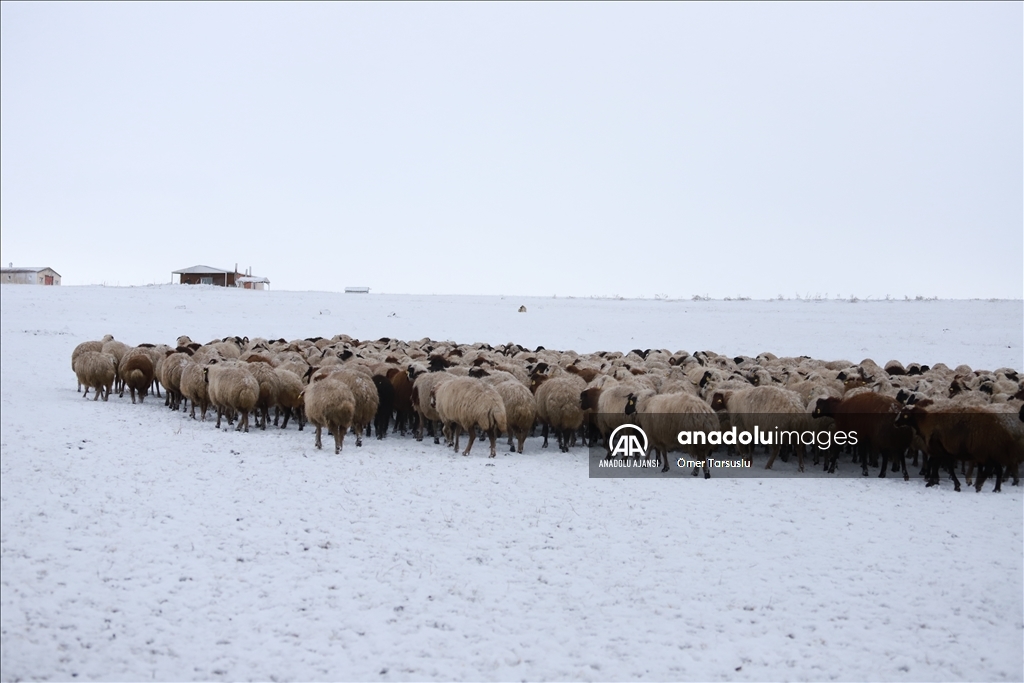 Kars'ta merada kar yağışına yakalanan besiciler zor anlar yaşadı