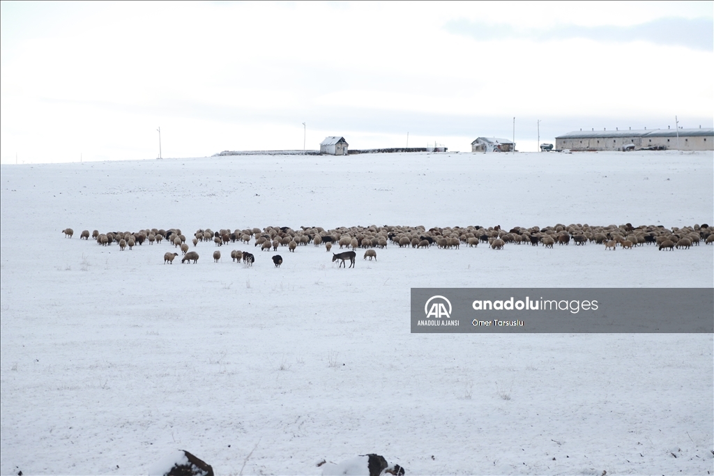 Kars'ta merada kar yağışına yakalanan besiciler zor anlar yaşadı