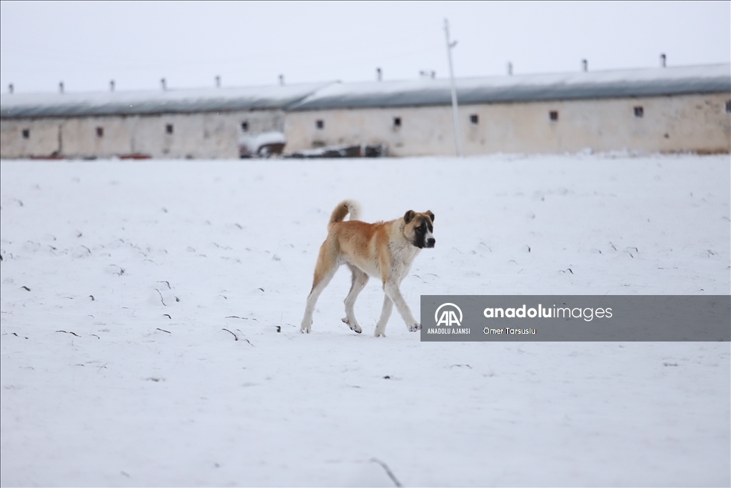 Kars'ta kar yağışı