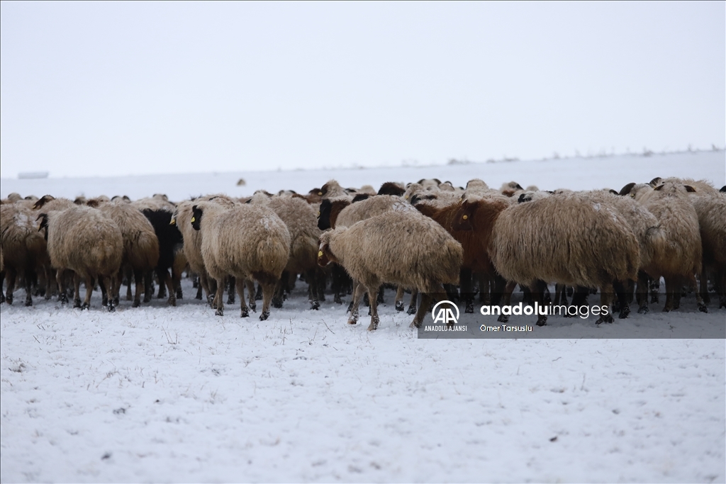 Kars'ta merada kar yağışına yakalanan besiciler zor anlar yaşadı