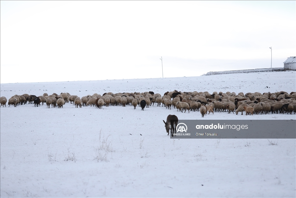 Kars'ta merada kar yağışına yakalanan besiciler zor anlar yaşadı