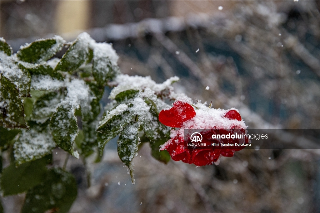 Doğu Anadolu'da kar etkili oluyor