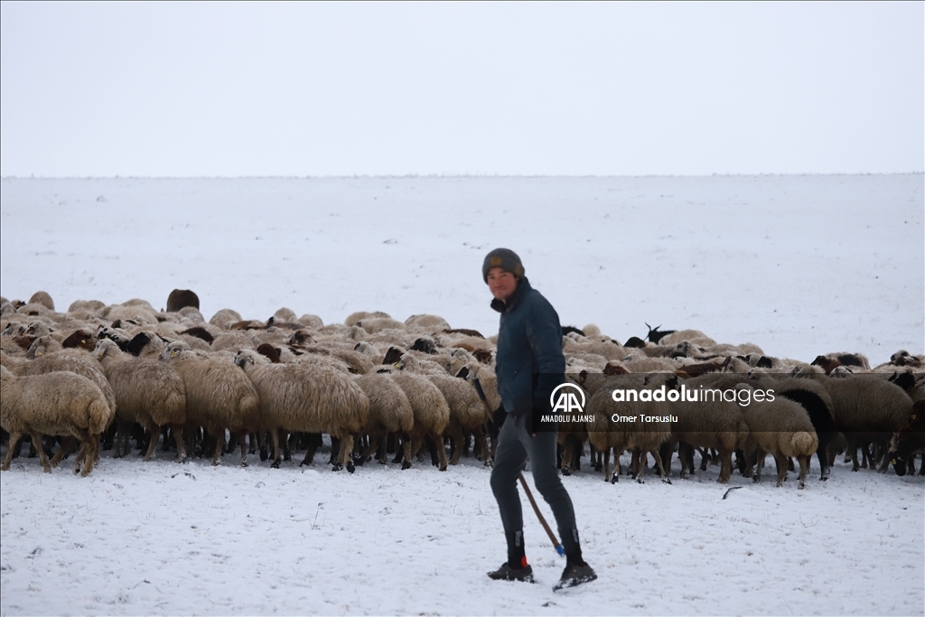 Kars'ta merada kar yağışına yakalanan besiciler zor anlar yaşadı