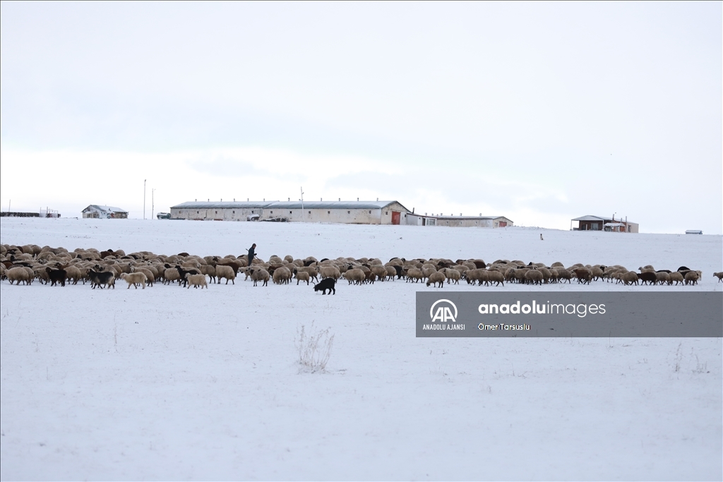 Kars'ta merada kar yağışına yakalanan besiciler zor anlar yaşadı