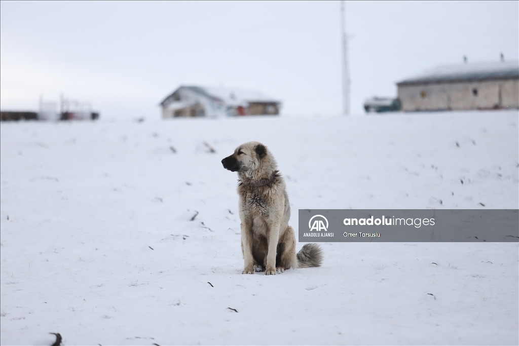 Kars'ta kar yağışı
