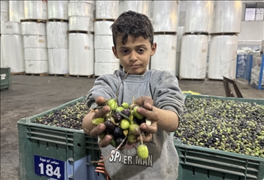 Les agriculteurs palestiniens pressent les olives qu'ils ont récoltées pour obtenir de l'huile d'olive au cours du quatrième jour de la pause humanitaire dans la ville de Gaza