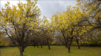 Malatya'nın Yeşilyurt ilçesinde sonbahar renkleri hakim oldu