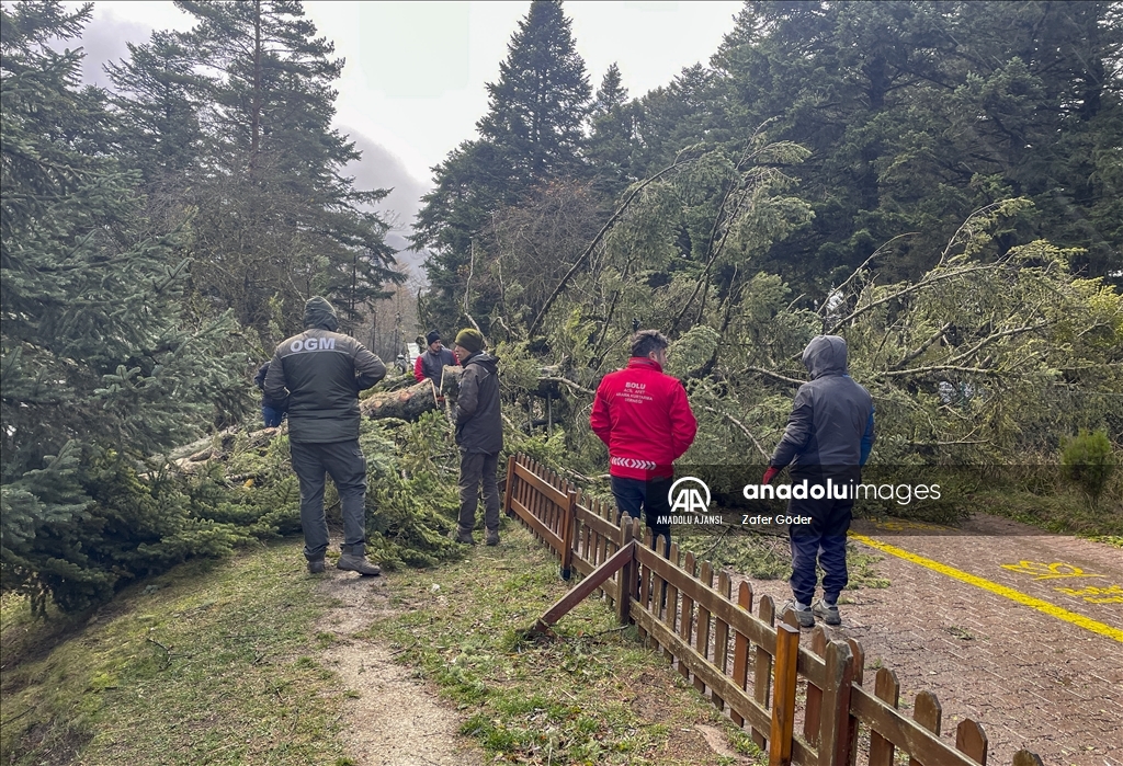 Kuvvetli rüzgar Gölcük Tabiat Parkı'nda ağaçları devirdi