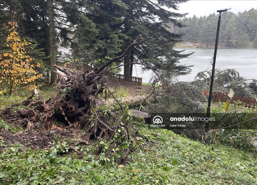 Kuvvetli rüzgar Gölcük Tabiat Parkı'nda ağaçları devirdi