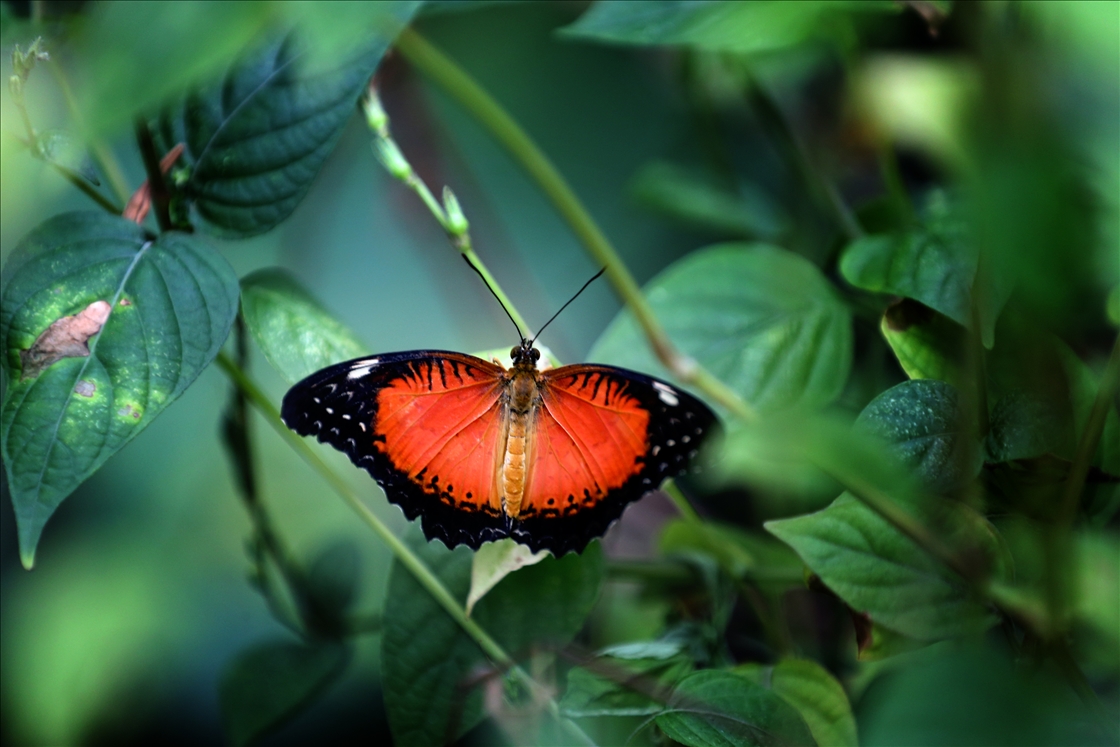 تركيا.. 3 ملايين زائر لحديقة الفراشات الاستوائية منذ 2015