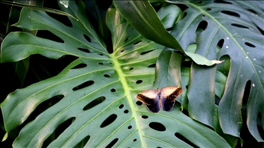 Konya Tropikal Kelebek Bahçesi 8 yılda 3 milyon ziyaretçiye ulaştı