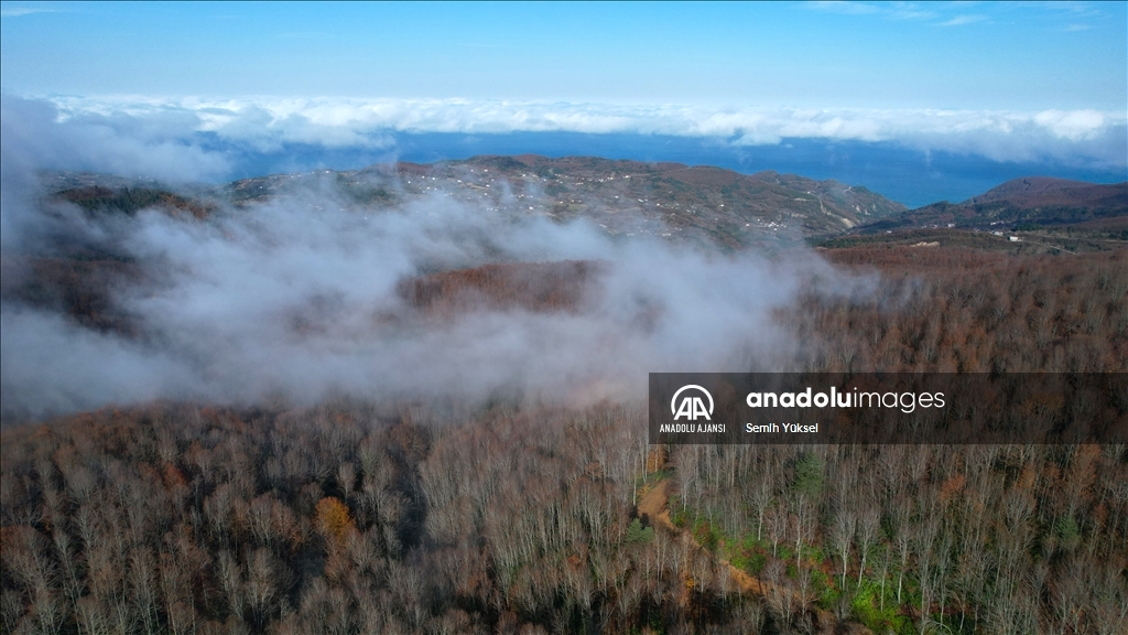 Kastamonu'da vadilere çöken sis ve ormanlık alanlar dron ile görüntülendi