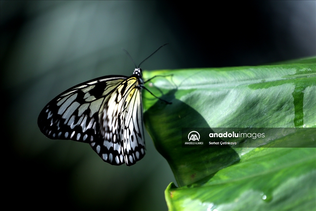 Kelebek Bahçesi 30 bin kelebek ile Şebiarus için süslendi