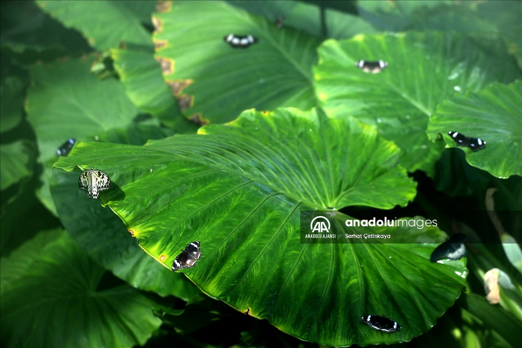 Kelebek Bahçesi 30 bin kelebek ile Şebiarus için süslendi