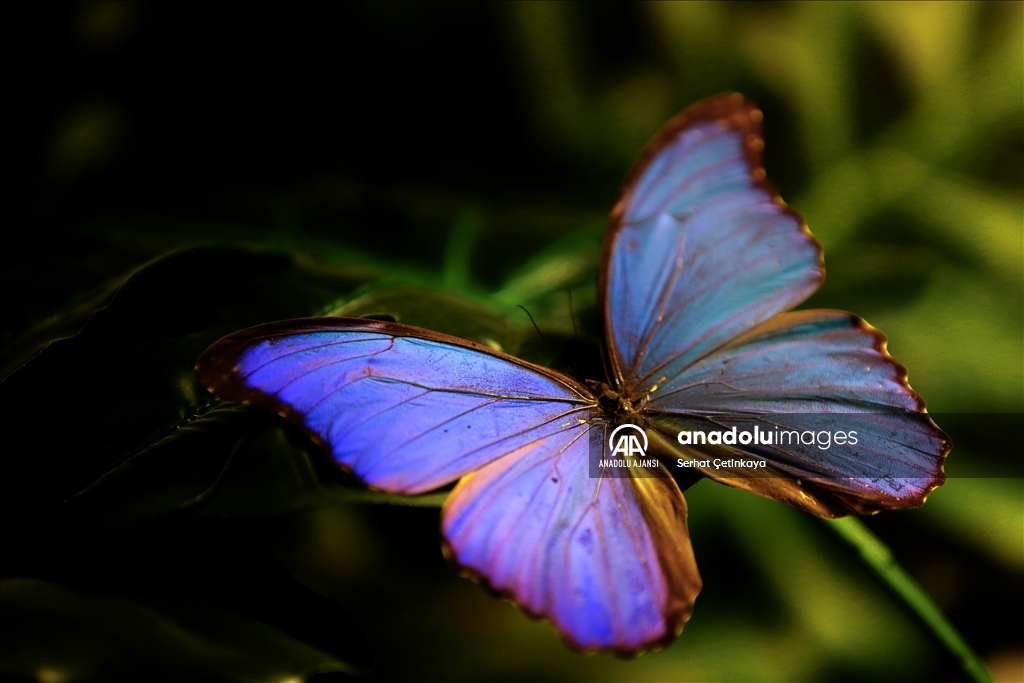 Kelebek Bahçesi 30 bin kelebek ile Şebiarus için süslendi