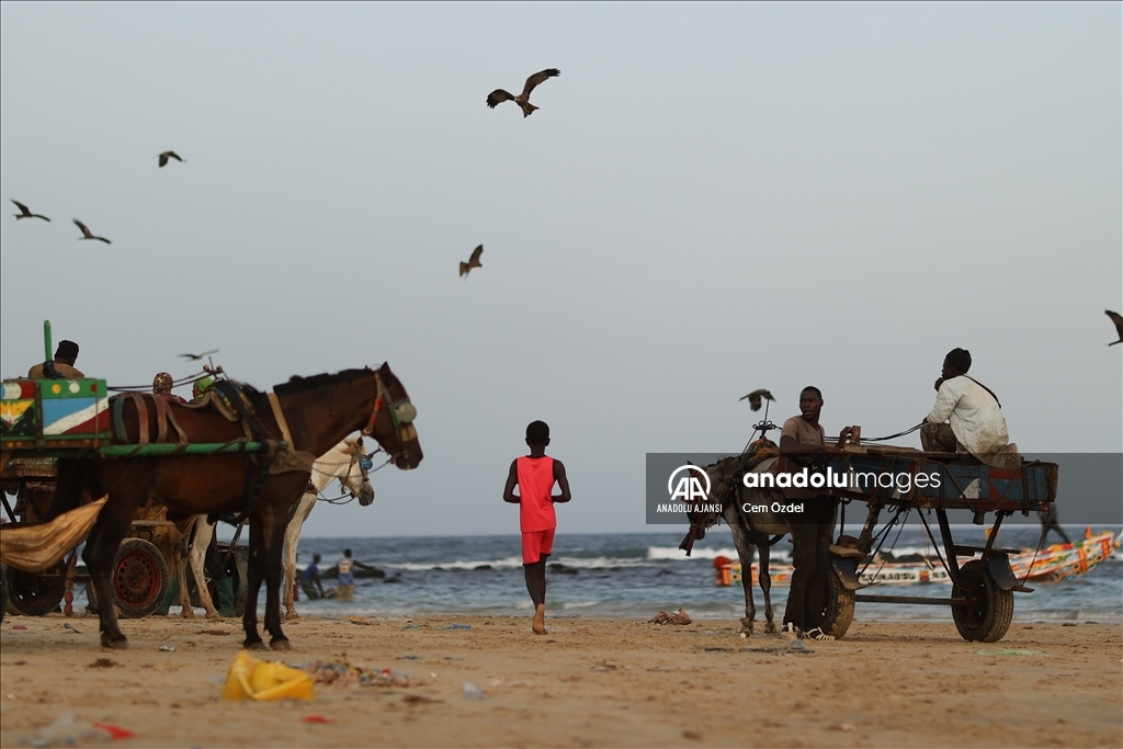 Senegal’de ulaşımın bir parçası olan atlar güne yıkanarak başlıyor
