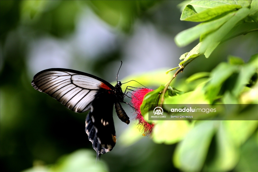 Kelebek Bahçesi 30 bin kelebek ile Şebiarus için süslendi
