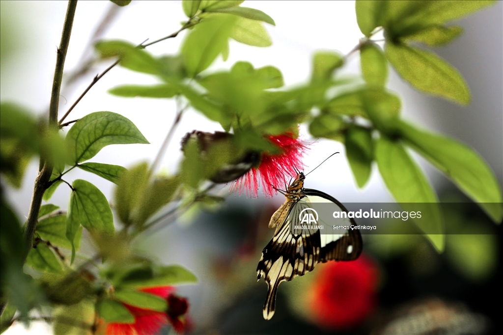 Kelebek Bahçesi 30 bin kelebek ile Şebiarus için süslendi