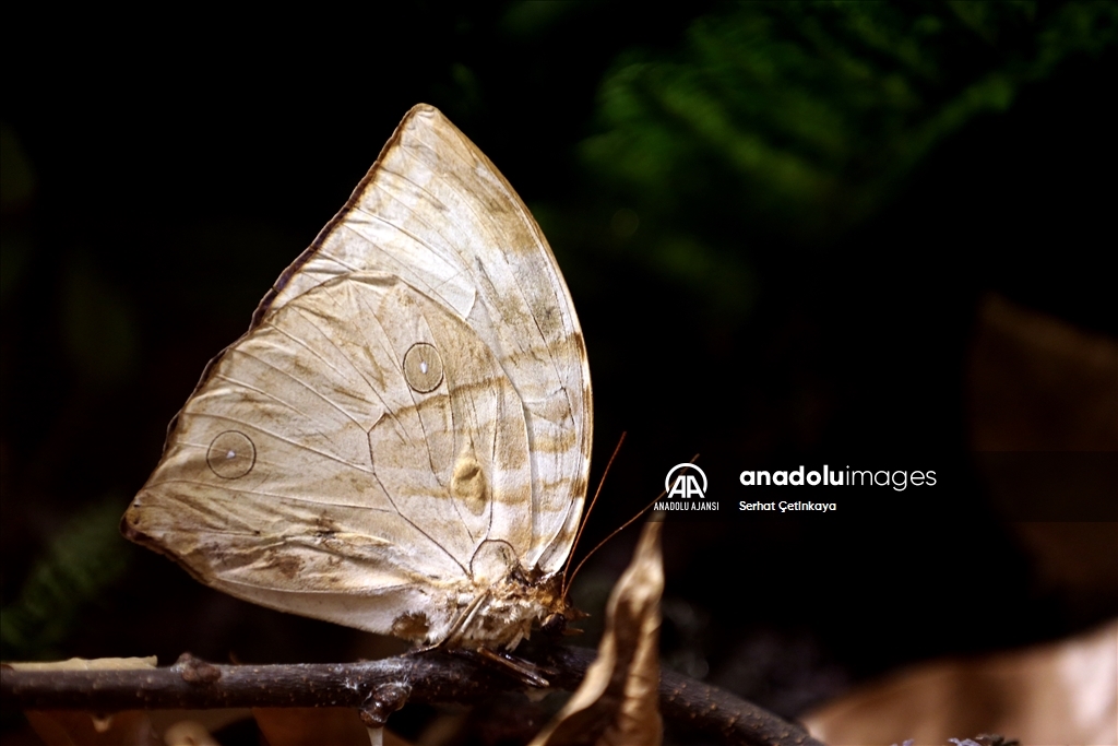 Kelebek Bahçesi 30 bin kelebek ile Şebiarus için süslendi