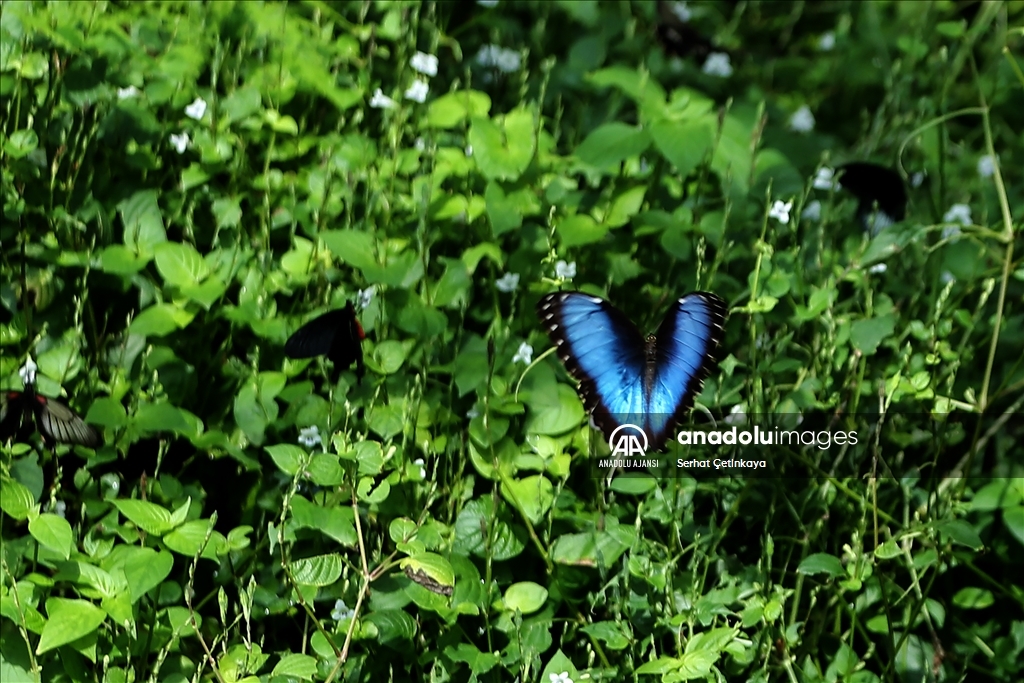 Kelebek Bahçesi 30 bin kelebek ile Şebiarus için süslendi