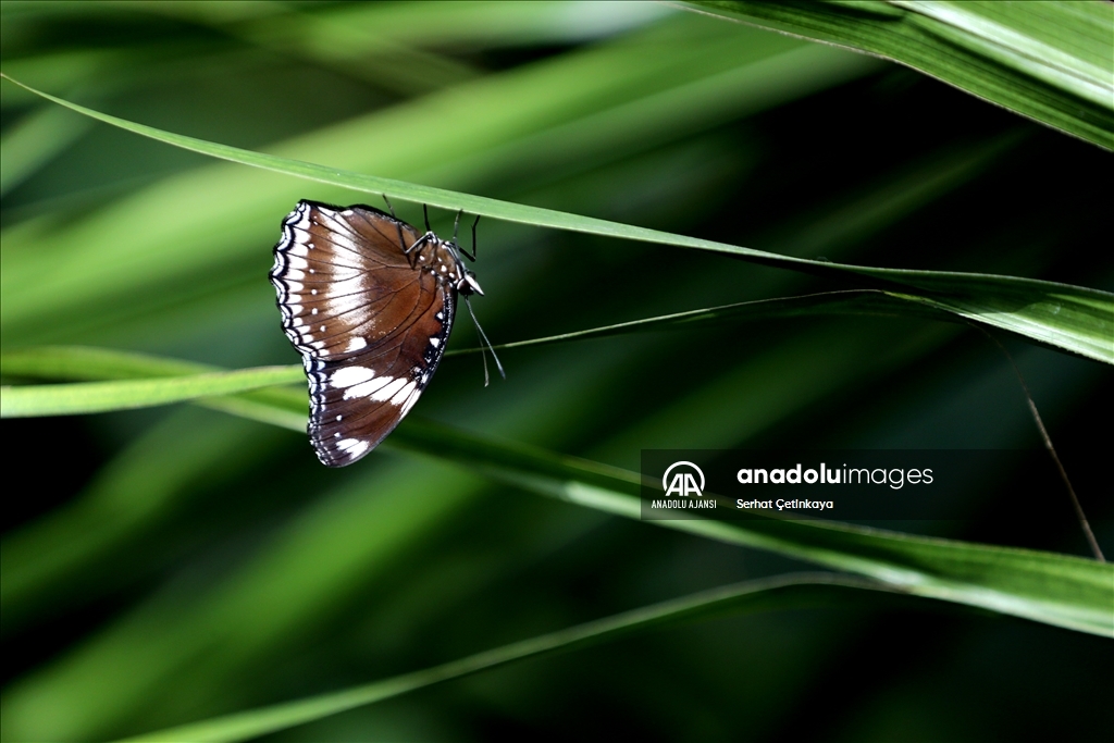 Kelebek Bahçesi 30 bin kelebek ile Şebiarus için süslendi