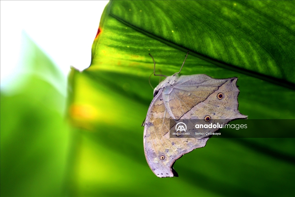 Kelebek Bahçesi 30 bin kelebek ile Şebiarus için süslendi