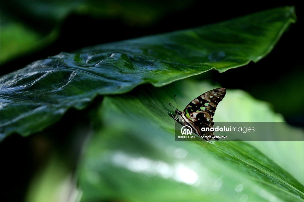 Kelebek Bahçesi 30 bin kelebek ile Şebiarus için süslendi