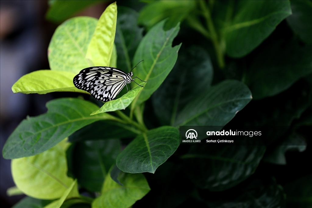 Kelebek Bahçesi 30 bin kelebek ile Şebiarus için süslendi