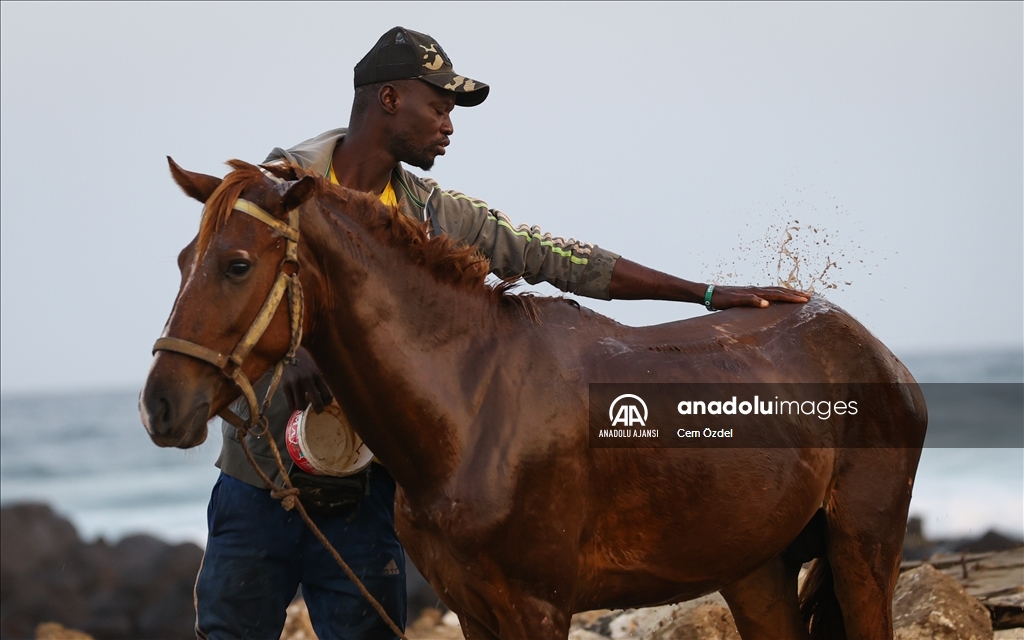 Senegal’de ulaşımın bir parçası olan atlar güne yıkanarak başlıyor