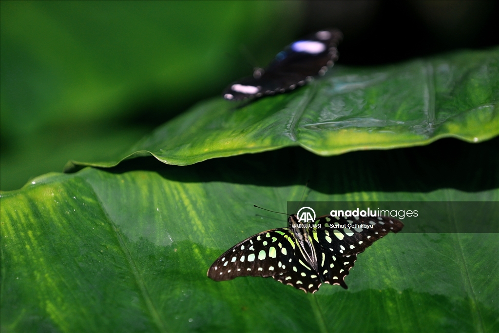 Kelebek Bahçesi 30 bin kelebek ile Şebiarus için süslendi