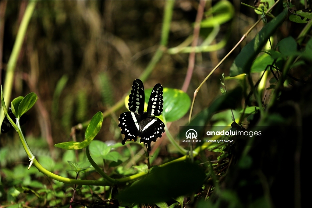 Kelebek Bahçesi 30 bin kelebek ile Şebiarus için süslendi
