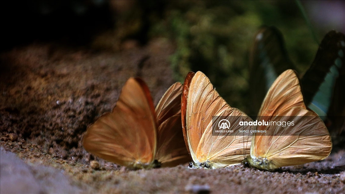 Kelebek Bahçesi 30 bin kelebek ile Şebiarus için süslendi