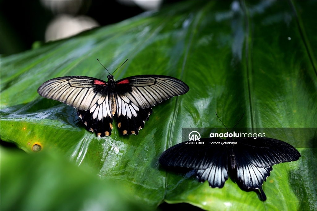 Kelebek Bahçesi 30 bin kelebek ile Şebiarus için süslendi