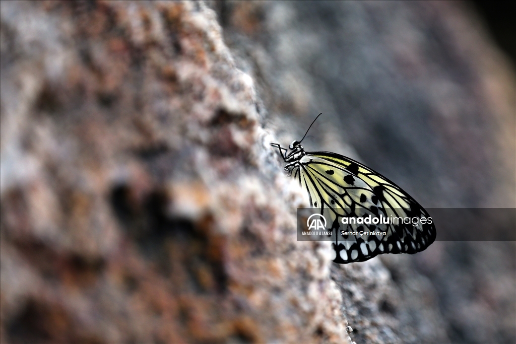 Kelebek Bahçesi 30 bin kelebek ile Şebiarus için süslendi