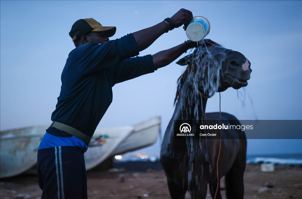 Senegal’de ulaşımın bir parçası olan atlar güne yıkanarak başlıyor