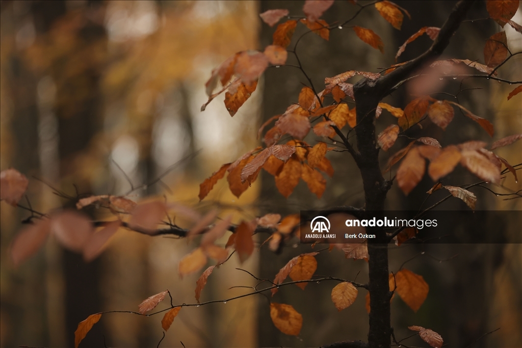 İstanbul'da sonbahar