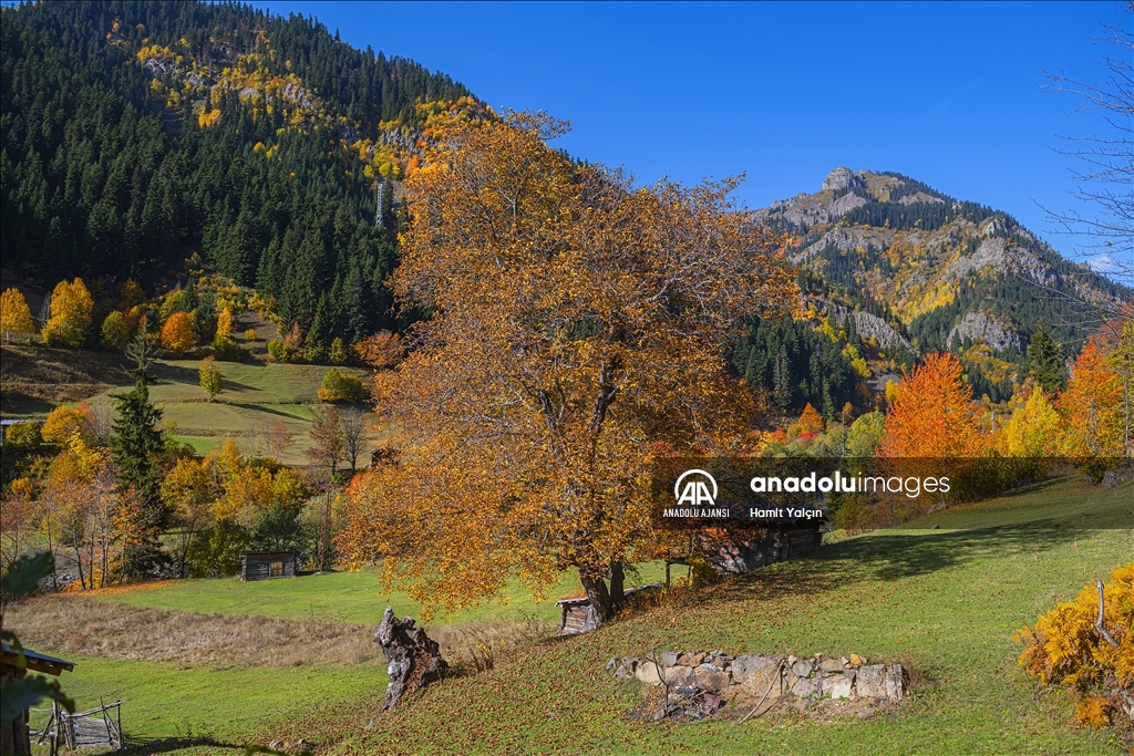 Doğu Karadeniz’in doğal sit alanı Papart Vadisi