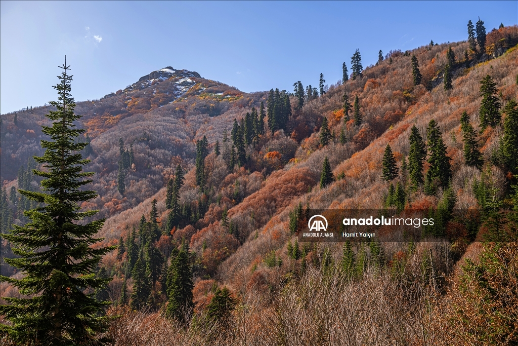 Doğu Karadeniz’in doğal sit alanı Papart Vadisi