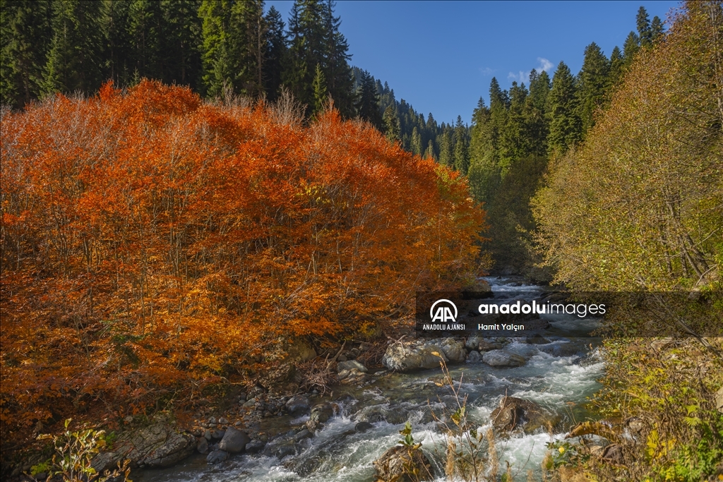 Doğu Karadeniz’in doğal sit alanı Papart Vadisi