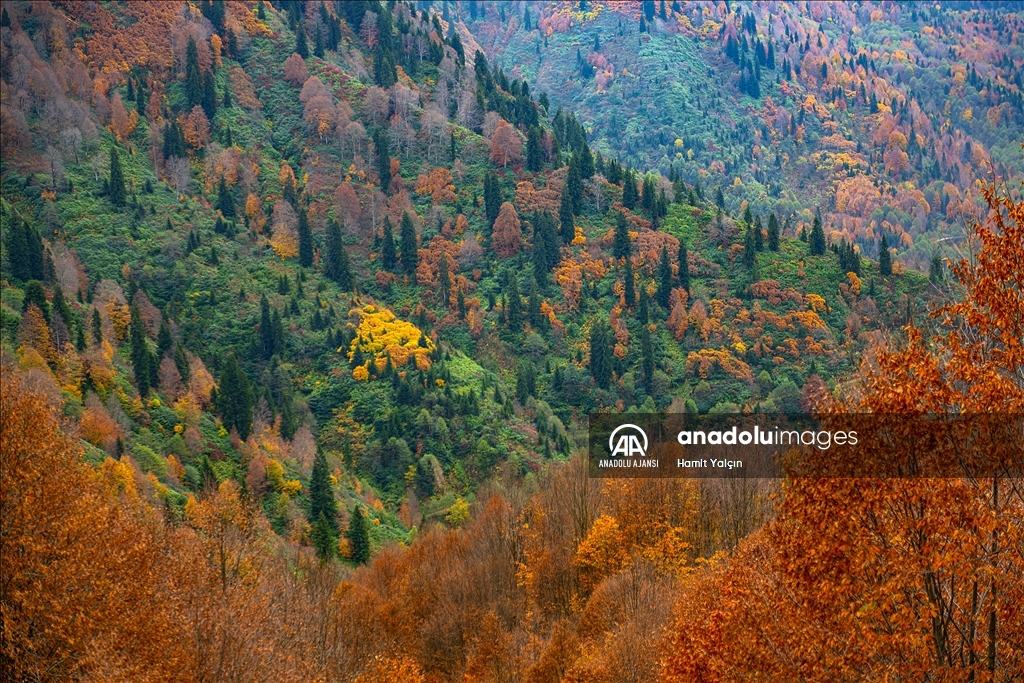 Doğu Karadeniz’in doğal sit alanı Papart Vadisi