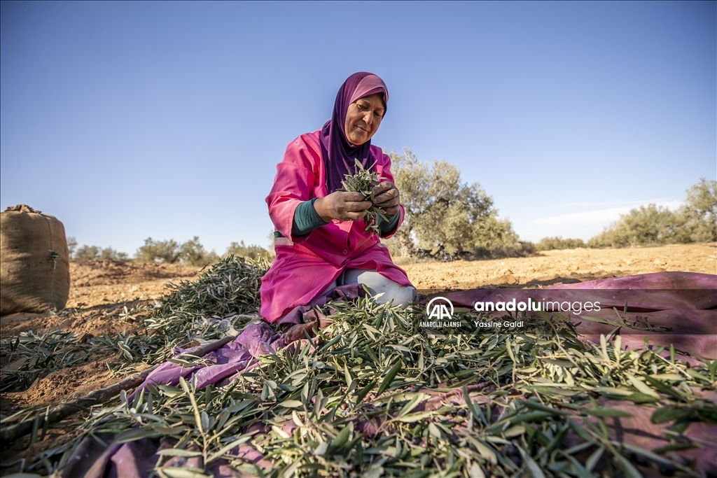 Tunus'ta kuraklık zeytin üretiminde büyük düşüşe neden oldu