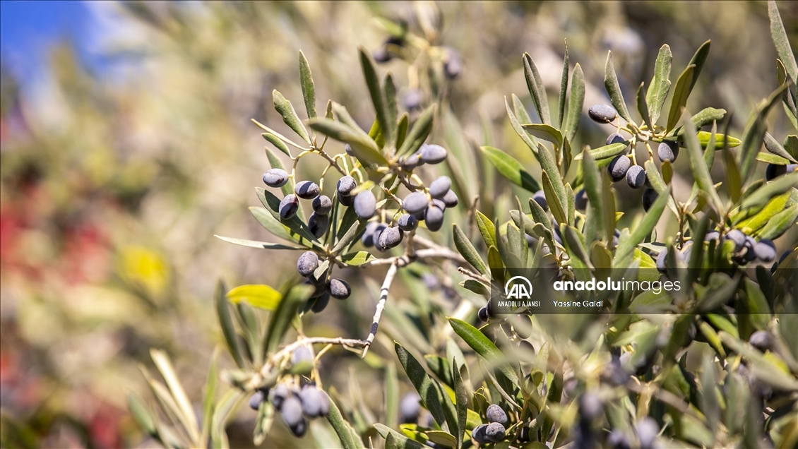 Tunus'ta kuraklık zeytin üretiminde büyük düşüşe neden oldu