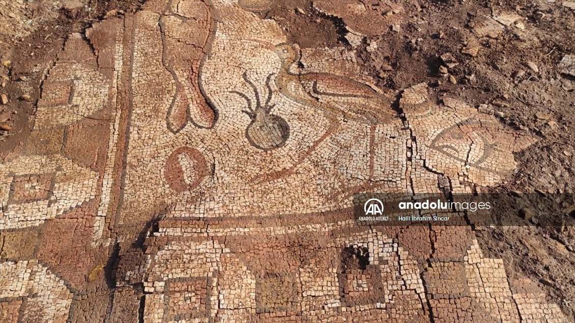 Excavations reveal marine life mosaics in Kela Hanma