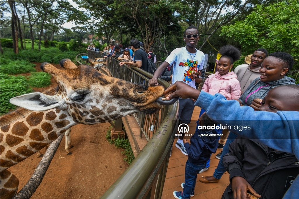 كينيا.. مركز الزرافات في نيروبي يقدم تجربة ممتعة لزواره