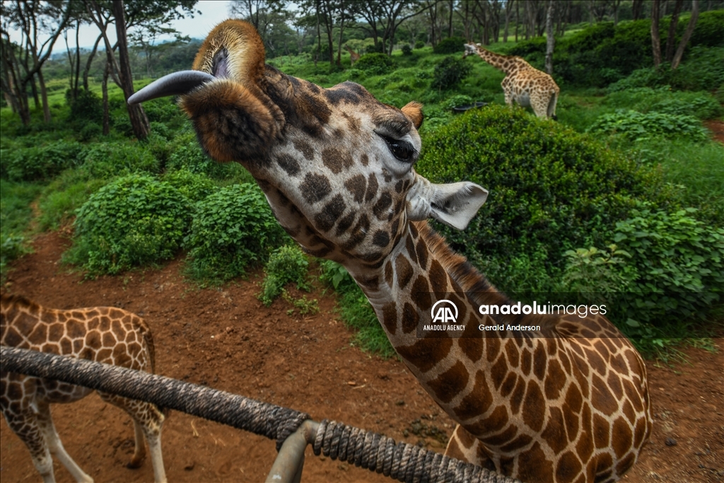 كينيا.. مركز الزرافات في نيروبي يقدم تجربة ممتعة لزواره