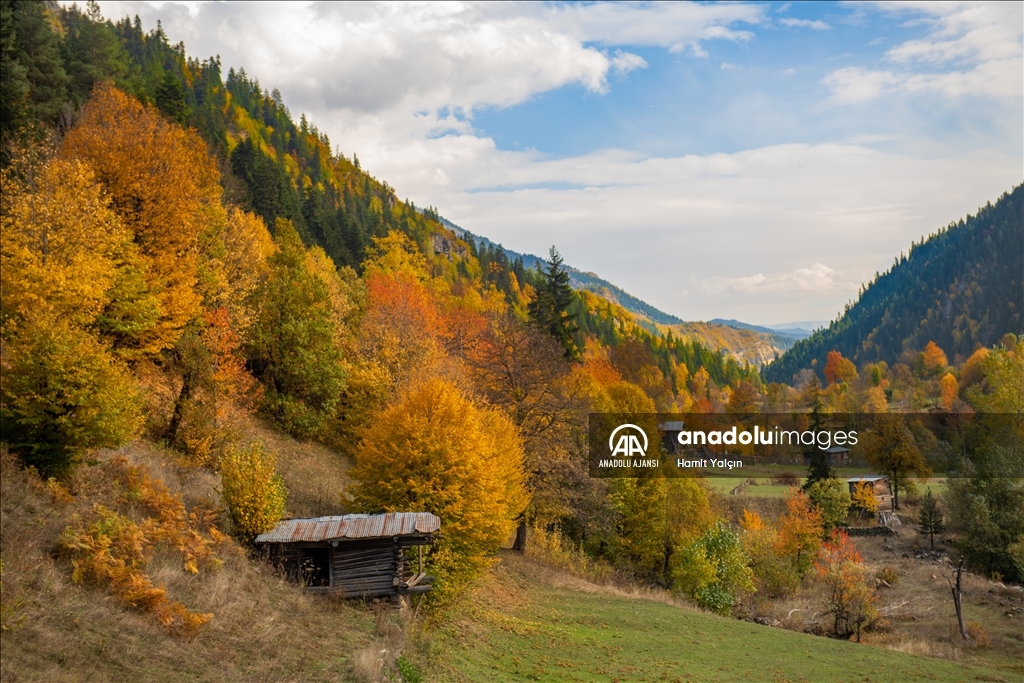 Zengin bitki örtüsüne sahip Artvin, mevsim geçişinde farklı bir güzelliğe büründü