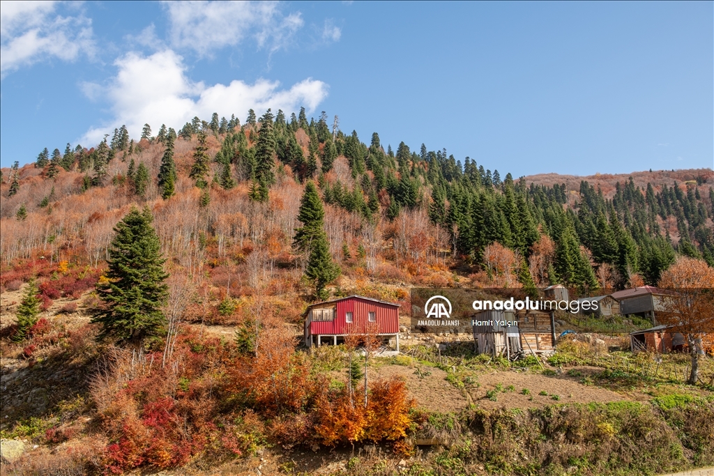 Zengin bitki örtüsüne sahip Artvin, mevsim geçişinde farklı bir güzelliğe büründü