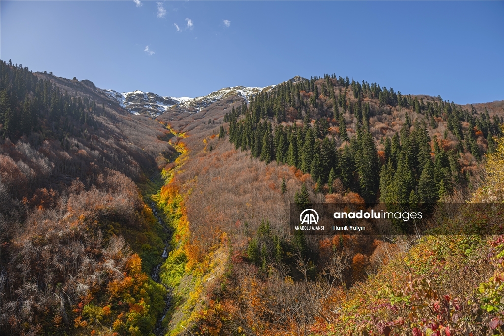 Zengin bitki örtüsüne sahip Artvin, mevsim geçişinde farklı bir güzelliğe büründü